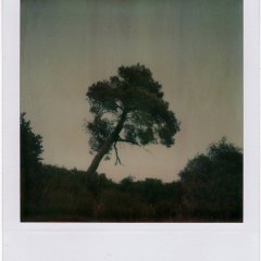 8-PolaroidDreams-005
