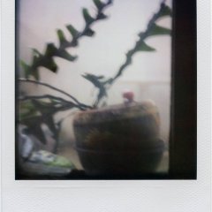 8-PolaroidDreams-007