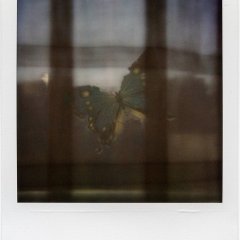 8-PolaroidDreams-024