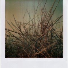 pola_ATZ2_08_autotone