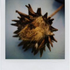 polaroid-img2001